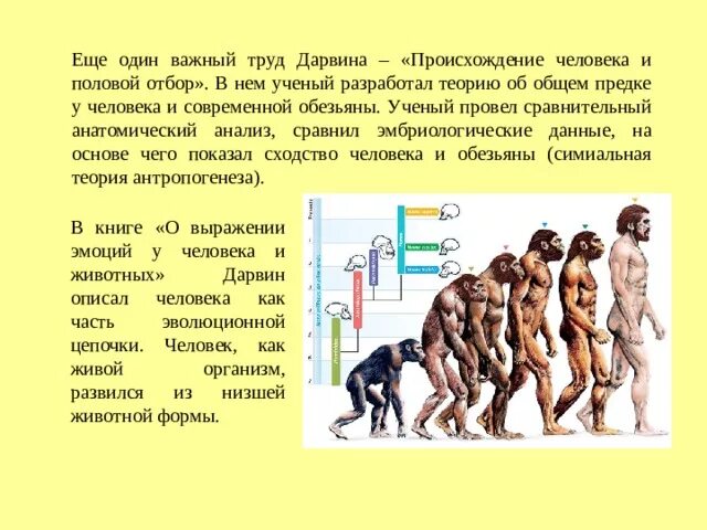 Ученые теория дарвина. Дарвин происхождение человека от обезьяны. Теория происхождения человека по Дарвину. Теория Дарвина о происхождении человека от обезьян. Теория Дарвина человек произошел от обезьяны.