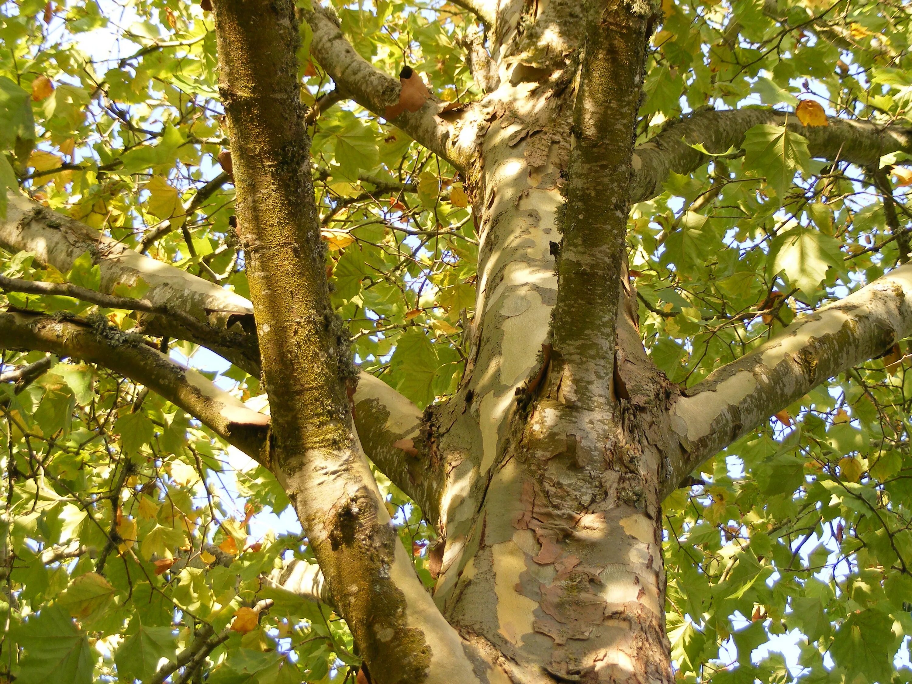 Что такое чинара. Платан Чинара дерево. Платан Восточный (Чинар). Платан дерево бесстыдница. Платан Восточный (Platanus orientalis).