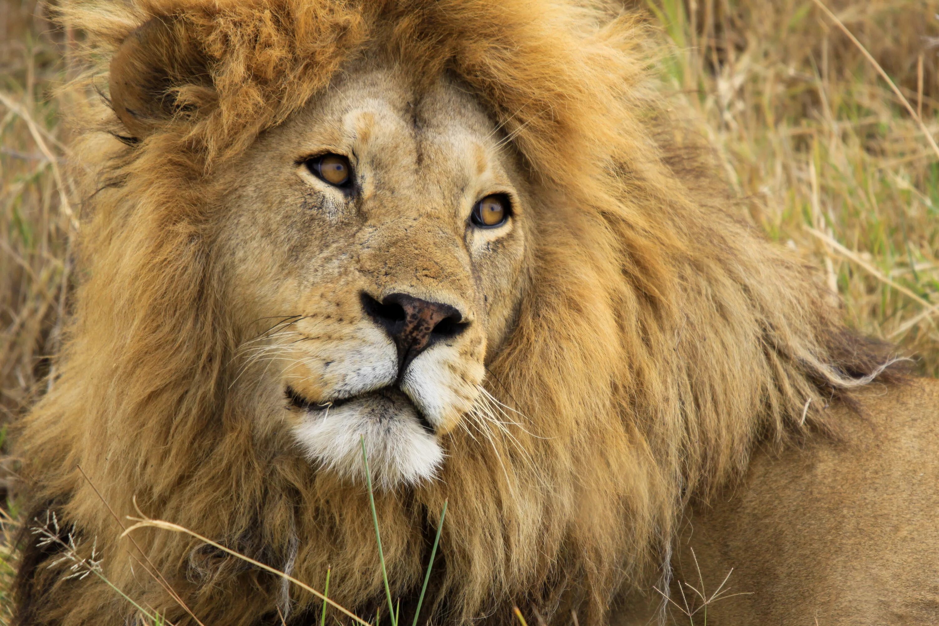 лев аслан хроники нарнии. аслан хроники нарнии. открытки с днём рождения мужчине со львом. хроники нарнии лев имя. лев сидит.