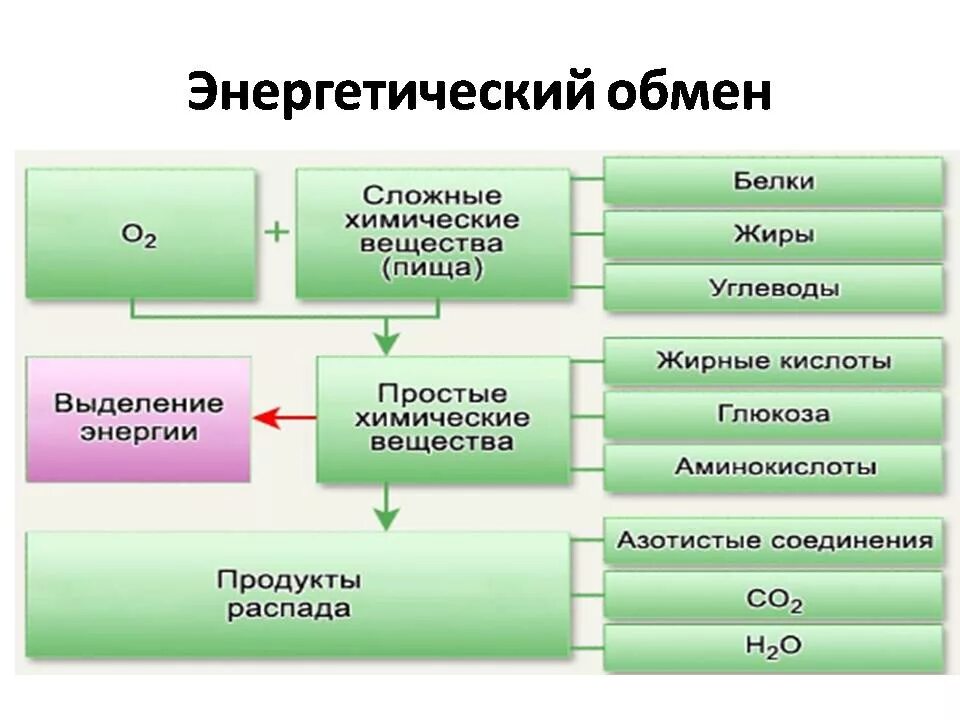 Обмен белков биология. Энергетический обмен веществ схема. Схема энергетического обмена углеводов. Пластический и энергетический обмен схема.