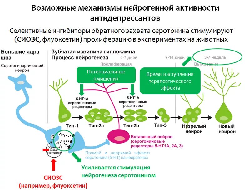 Ингибиторы обратного захвата серотонина механизм действия. Механизм действия антидепрессантов схема. Механизм действия трициклических антидепрессантов схема. Ингибиторы обратного захвата серотонина препараты механизм действия. Работа антидепрессантов