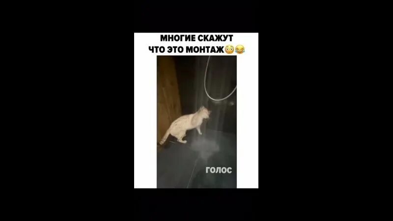 кошки не любят воду видео. смешные картинки про котов и собак с надписями. кот неправильно сидит. кошка которая не боится воды попода. мем неправильно прочитал кот.