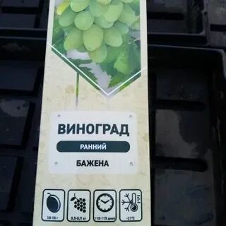 Виноград челябинский