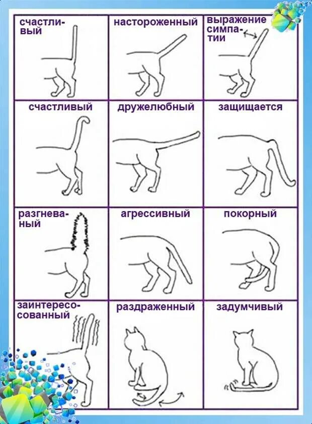 Почему кошки поднимают хвост. Положение хвоста кота. поведение кошек как понять по хвосту. хвост кошки что означает положение. значение положения хвоста у кошки.