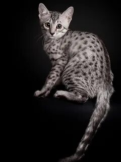 Египетская мау котенок