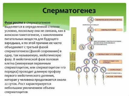 Последовательность развития половых клеток и зародыша