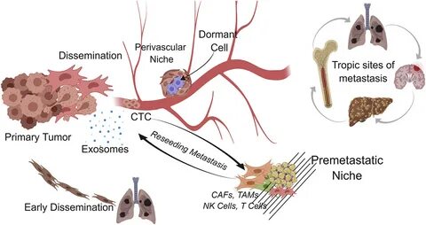 Cell systems