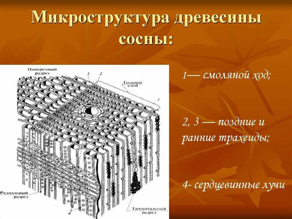 Запасающие клетки древесины. Запасающие клетки древесины