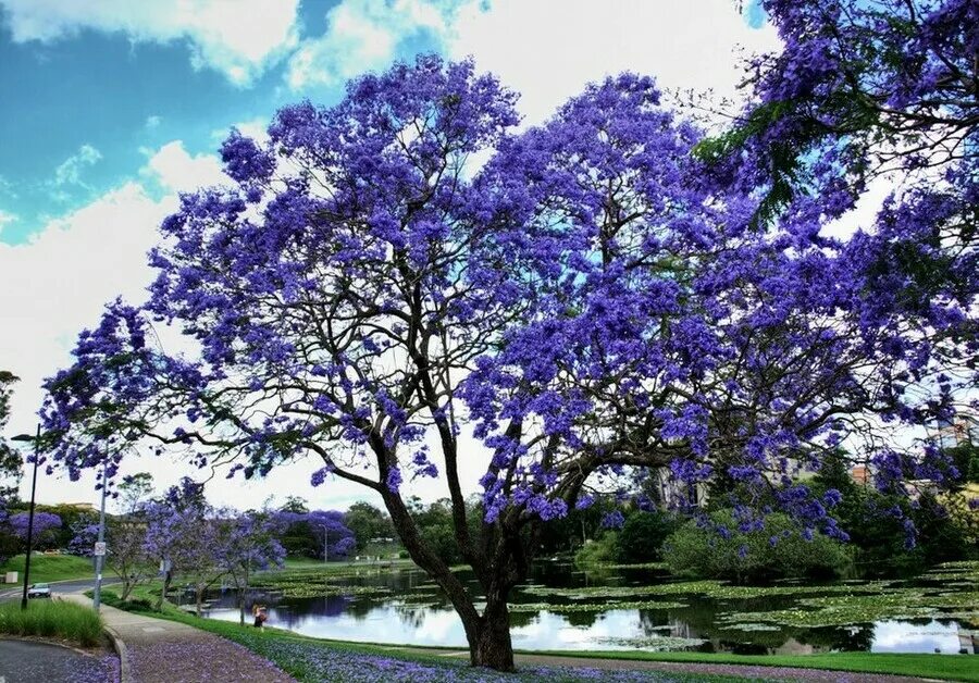 Цветущие деревья фото с названиями. Жакаранда мимозолистная. Жакаранда дерево. Жакаранда бонсай. Жакаранда в Южной Америке.