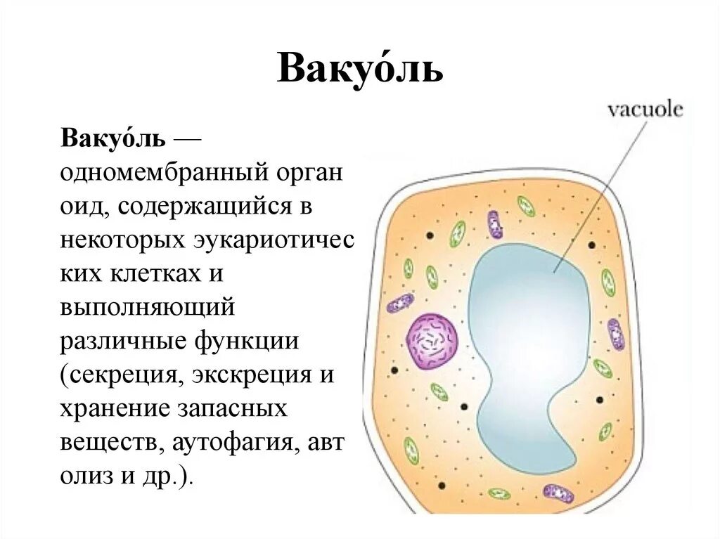 Строение клетки вакуоли строение. Рисунок вакуоли растительной клетки. Вакуоль клетки 5 класс биология. Вакуоль растительной клетки строение.