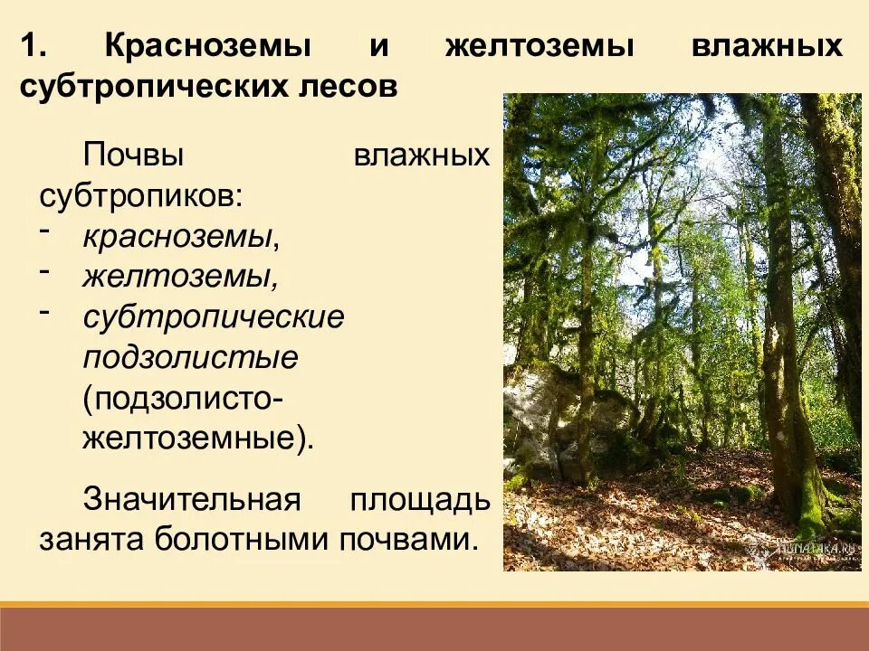 Какие почвы в субтропиках. Почвы субтропиков. Почвы субтропиков в России. Субтропический Тип почвы. Субтропические леса в России почвы.