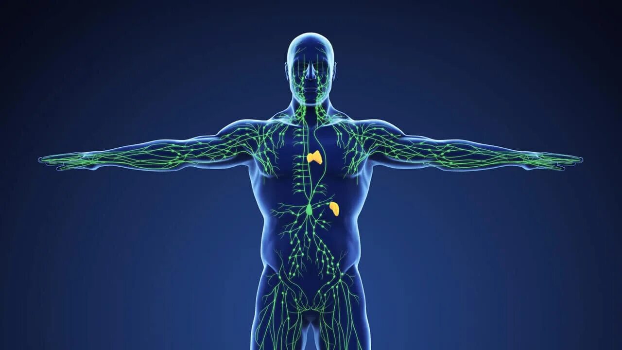 Human lymph. 20. Lymphatic Drainage. Homeostasis of individual Lymphatic.