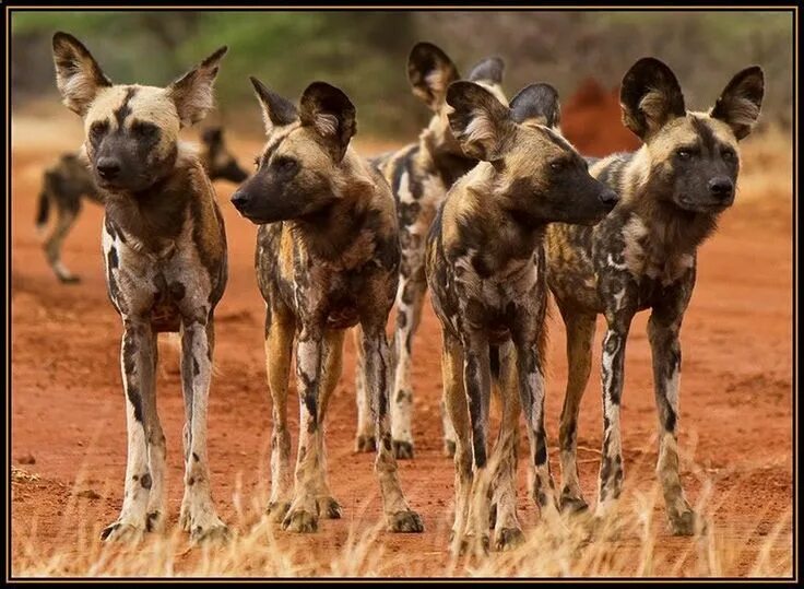 Dogs in the Land of Lions (2018)