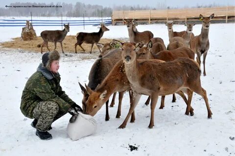 Животные шаховская