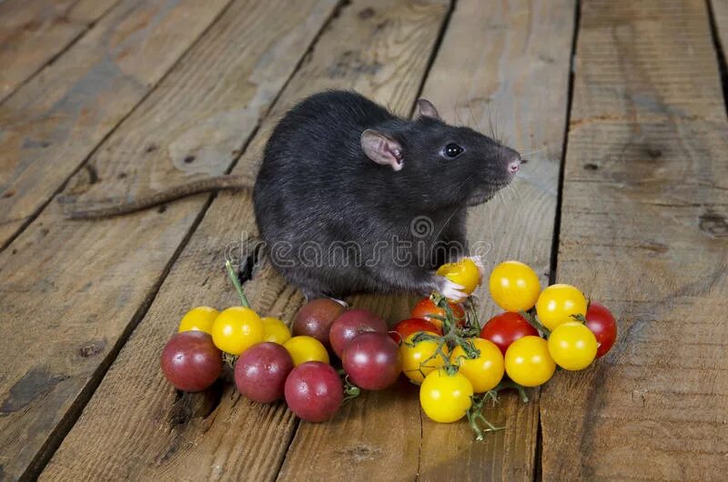 Хомяк с клубникой. Помидоры крысам. Помидоры крысам. Крыса с помидорами. Смешные мышки.
