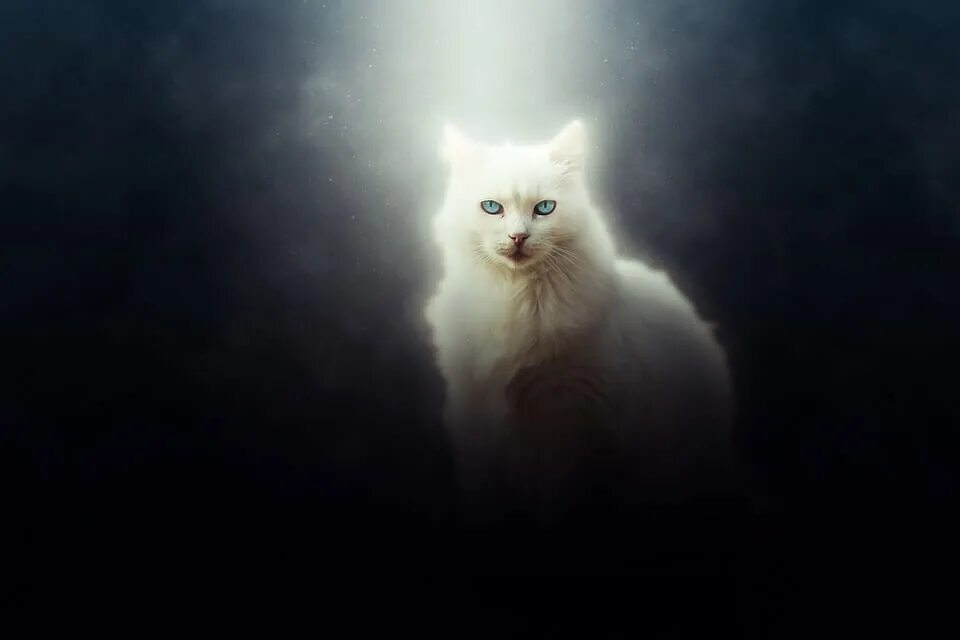 Кошечки 9. Кошки арты. Белый кот арт. Белый котенок арт. Чёрный кот арт.