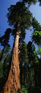 These are tall trees
