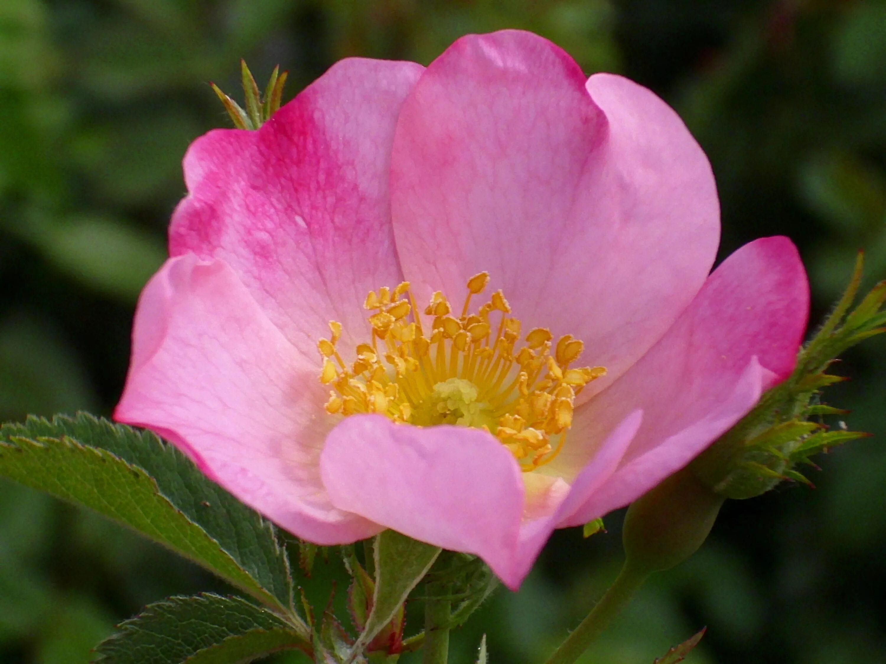 Шиповник цветы. Шиповник собачий (Rosa Canina). Шиповник Каролинский. Шиповник мускусный. Шиповник Дальневосточный.