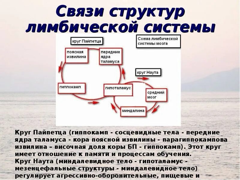 Большой круг лимбической системы. Круг Наута лимбическая система. Взаимосвязь структур лимбической системы. Малый круг лимбической системы.