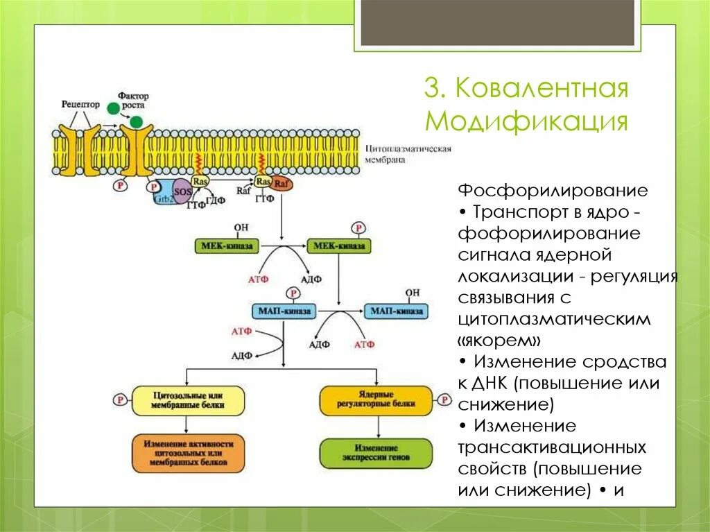 Посттрансляционная регуляци. Посттрансляционная регуляция активности Гена. Ковалентная модификация биохимия. Примеры ковалентной модификации белков. Установите последовательность этапов получения инсулина