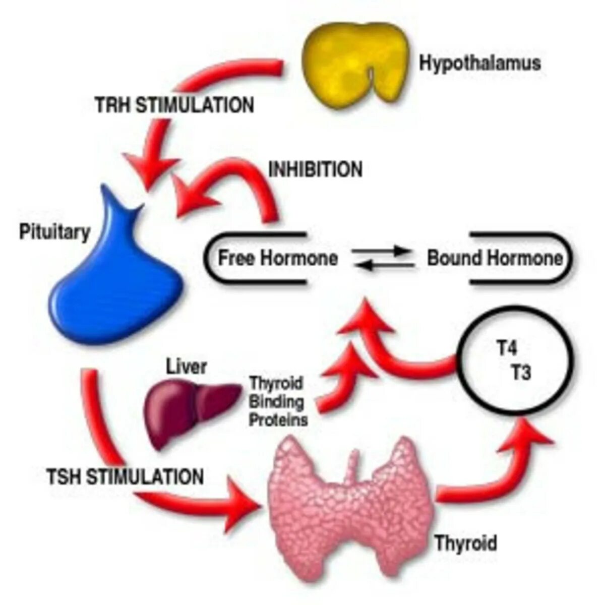 Регуляция гормонов щитовидной железы схема. Железа вырабатывающая тиреотропный гормон. Гормоны щитовидной железы тироксин и трийодтиронин. Гормоны щитовидной железы TSH. Тиреотропный гормон гипофиза