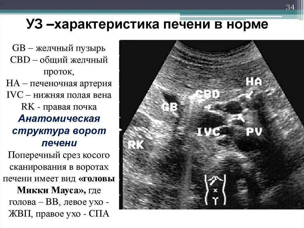 Сколько норма печени