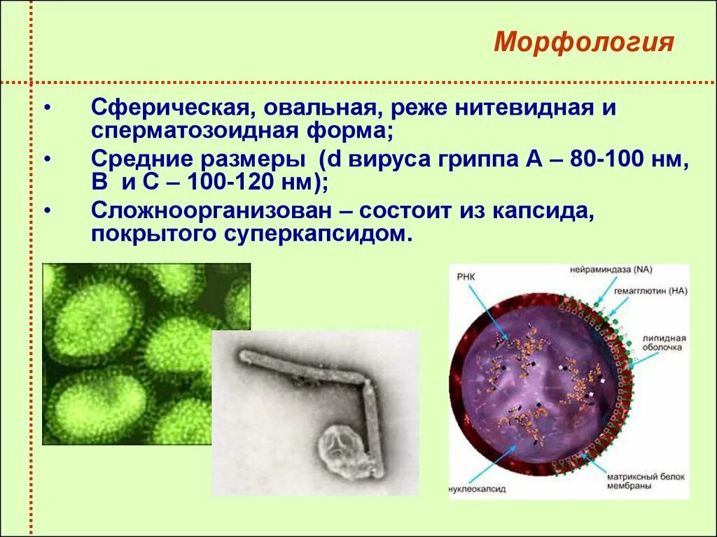 Возбудитель гриппа орви. Возбудитель гриппа морфология. Вирус гриппа морфология микробиология. Возбудитель вируса гриппа микробиология. Возбудитель парагриппа микробиология.