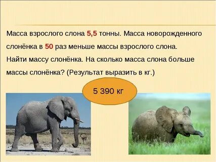 Сколько весит слон