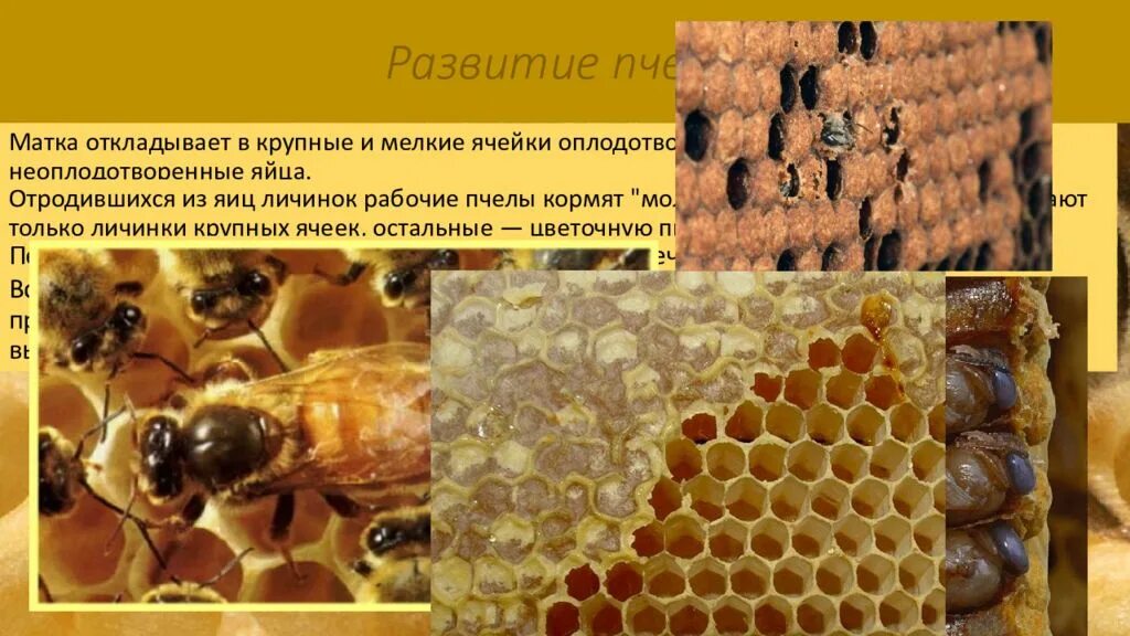 Пчелиная матка откладывает яйца. Матка пчелы. Пчелы одомашненные насекомые. Стадии развития медоносной пчелы.