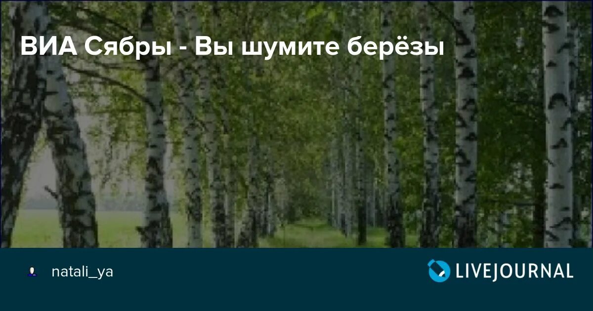 А лес все гудел и гудел. Шумите березы Сябры. ВИА «Сябры» - вы шумите березы.. Вы шумите берёзы Песняры. Вы шумите шумите надо мною березы.