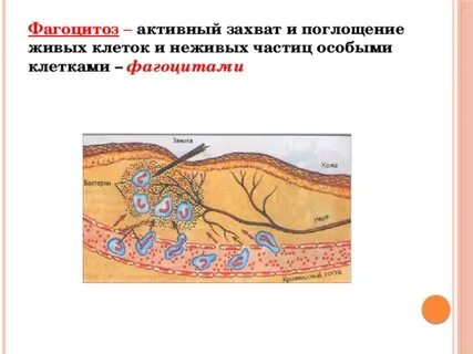 В основе лежит фагоцитоз