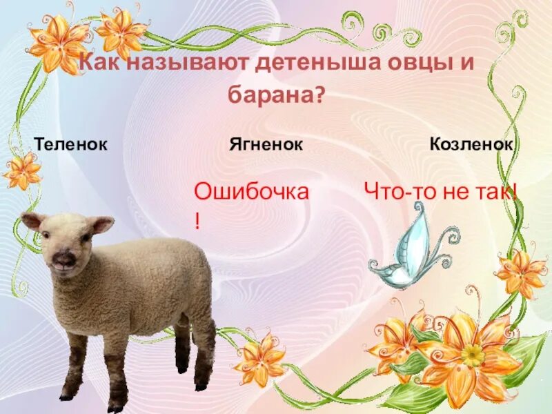 Домашние животные коза овца. Назвать детенышей животных у овцы. Развиваем малыша махаон. Детеныш отцы как называется. Имена для овец.