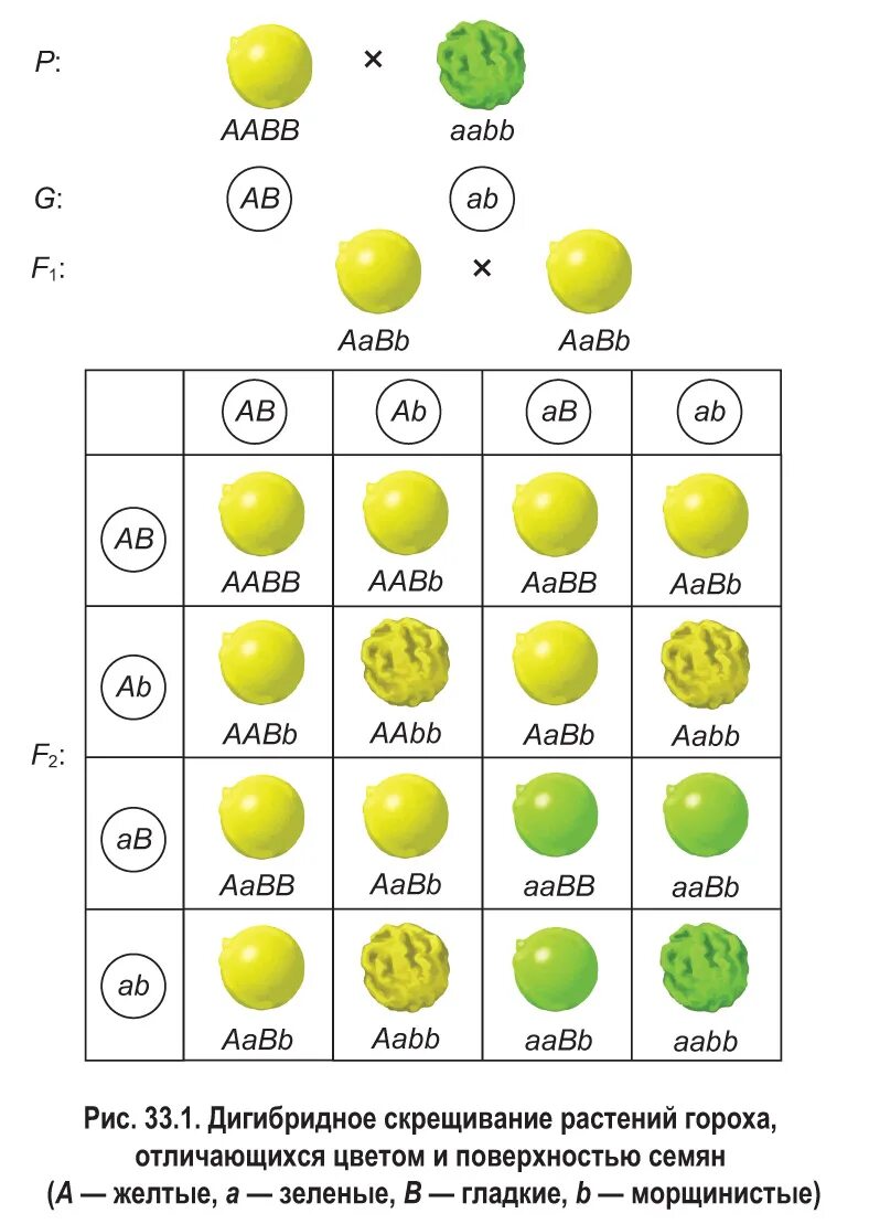Особенности дигибридного скрещивания. Закономерности наследования признаков дигибридное скрещивание. Дигибридное скрещивание 3 закон. Решетка Пеннета дигибридное скрещивание. Дигибридное скрещивание независимое наследование.