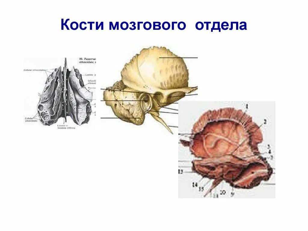 Мозговые кости. Мозговые косточки. Кости отделов головного мозга.