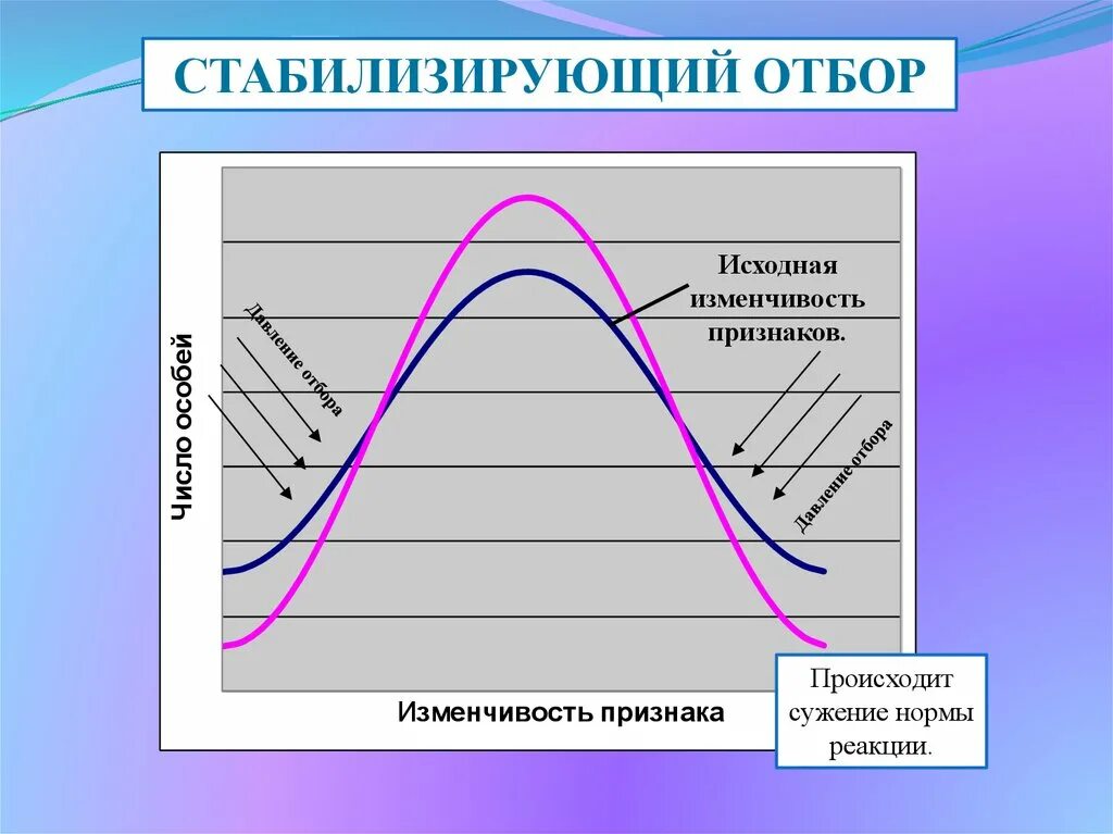 Стабилизирующая форма отбора. Стабилизирующая форма естественного отбора. Дизруптивный отбор норма реакции. Стабилизирующий отбор норма реакции.