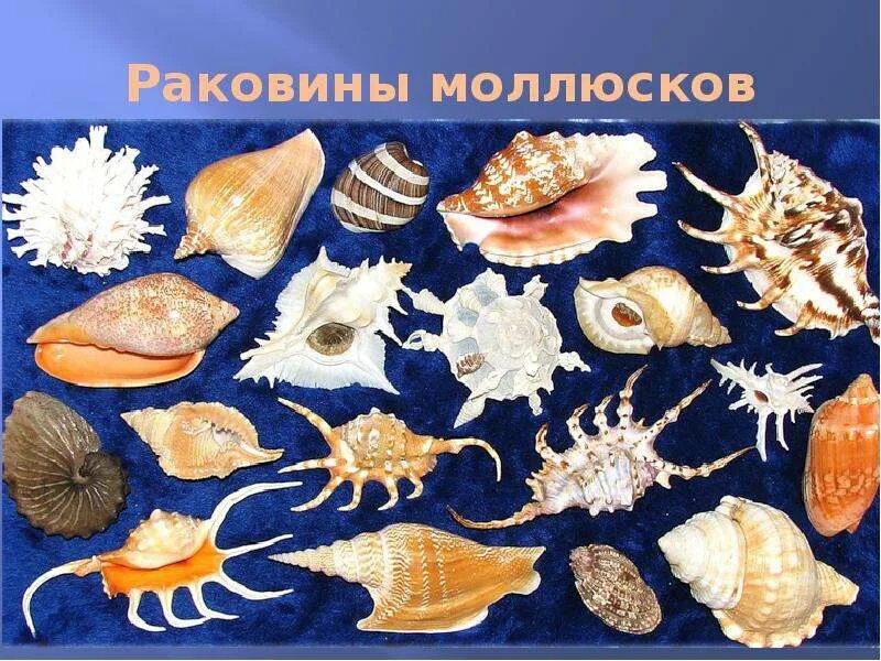 Какие виды моллюсков. Моллюски названия. Ракушки морские виды. Раковины моллюсков с названиями. Ракушки морские разновидности.