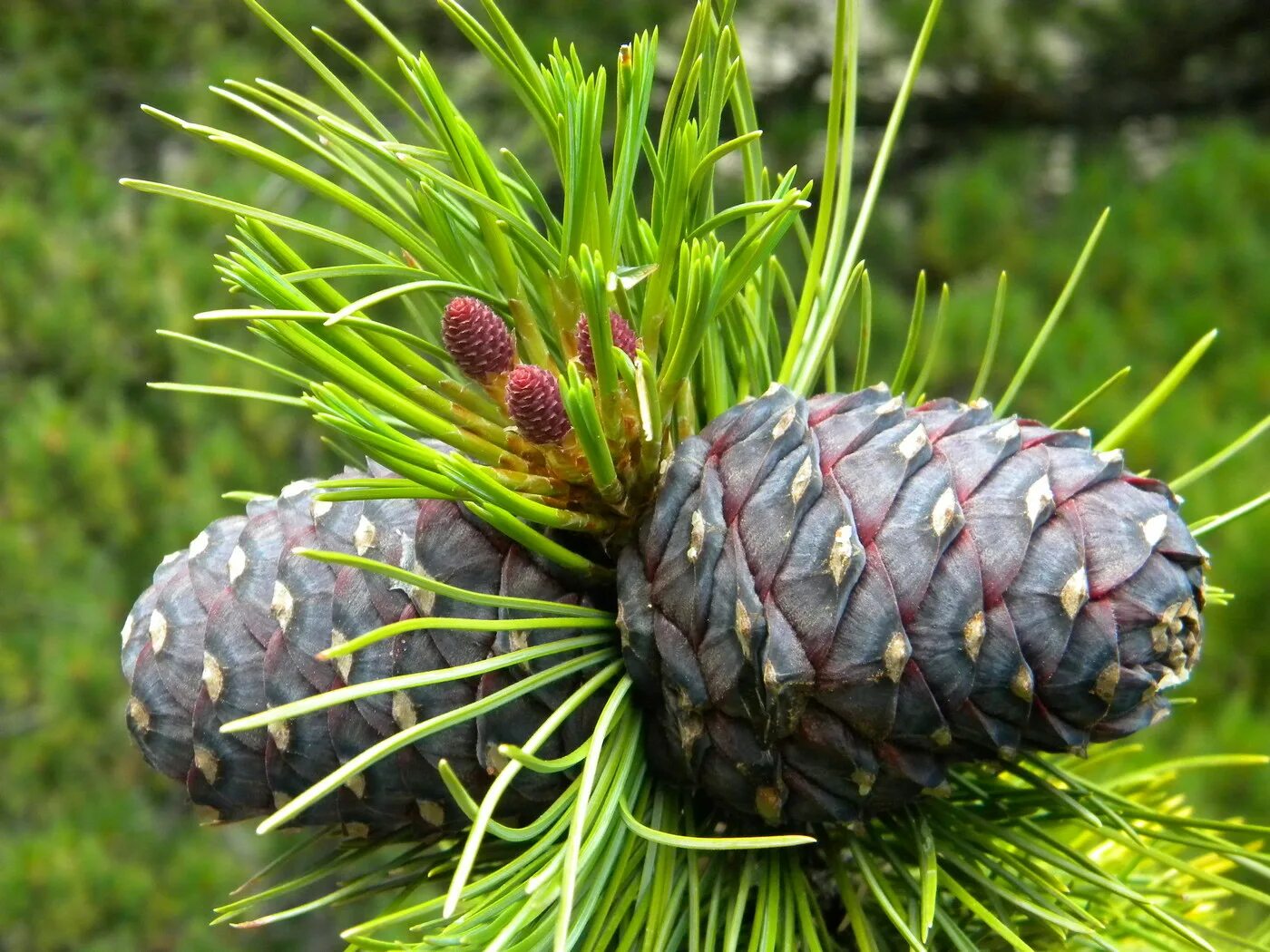 Pinus sibirica du Tour. Кедр Сибирский Pinus sibirica. Pinus sibirica Primorsko. Семейство сосновые — Pinaceae Lindl. Ель Сибирская голубая. Сосновые порядок хвойные
