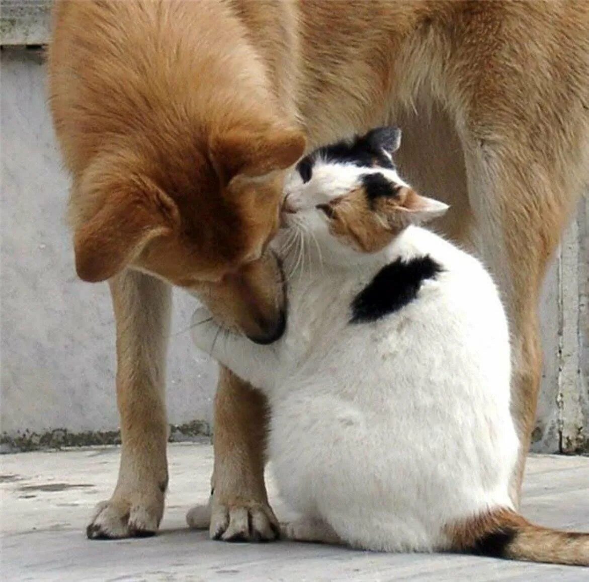 Кошки и собаки. Собака с кошкой дружат. Кошка и собака любовь. Дружба котов.