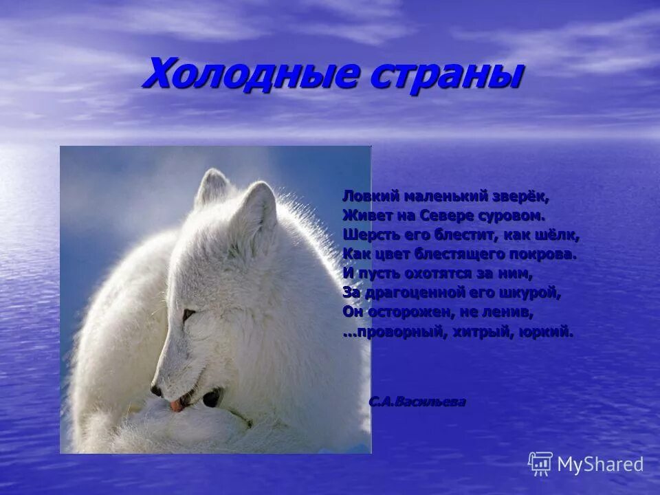 Рассказ о белом медведе. Доклад про белого медведя. Рассказ о животных холодных районов. Животные холодных стран. Интересное о животных холодных районов земли.