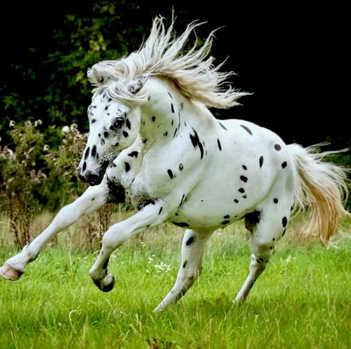 Собака кошка лошадь. Забавные лошадки. Лошадь весной. Лошадь радуется. Лошадь радуется.