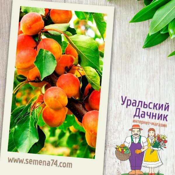 ру. семена 74. перец чудо дерево f1 (уд). семена 74. семена74.