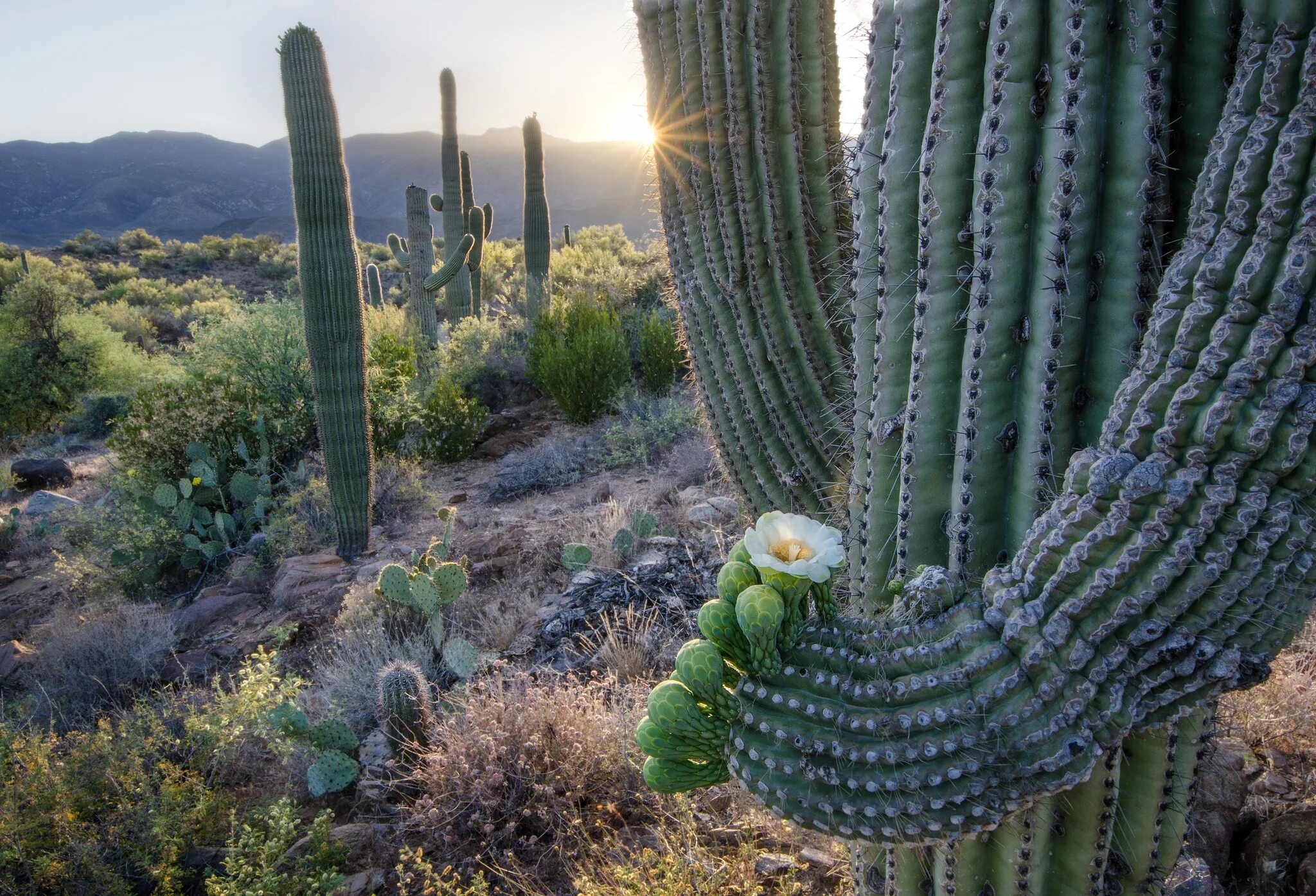 Cactus dg. Мексика кактусы Сагуаро. Кактус цереус гигантский. Кактус цереус Лазурный. Растения Северной Америки цереус.