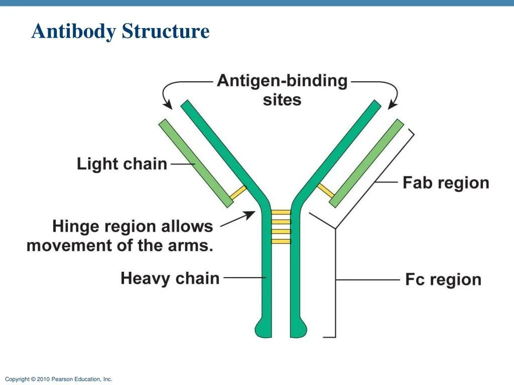 Антиген ковид. Antibody structure. Antigen and antibody. Фон antibody antigen. Структура антигена иммунология.