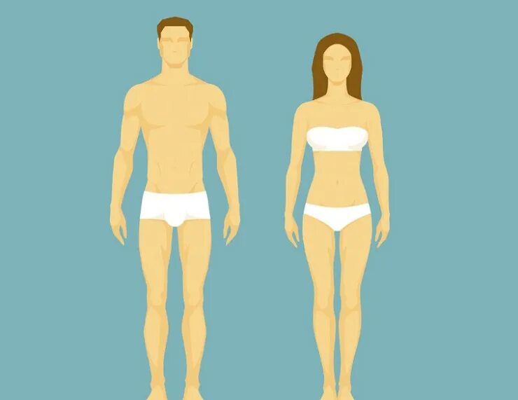 Мужская и женская фигура. Фигура мужчины и женщины. Различие мужского и женского тела. Телосложение мужчины и женщины.