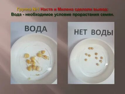 Прорастание гороха в воде