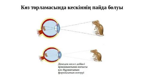 Үлкен әйелдер лесбиянки ххх