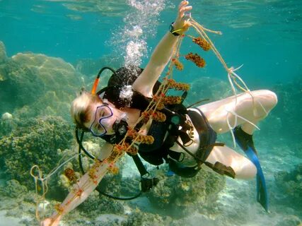 How does a 3rd year ecology major end up interning as a scuba diver off the...