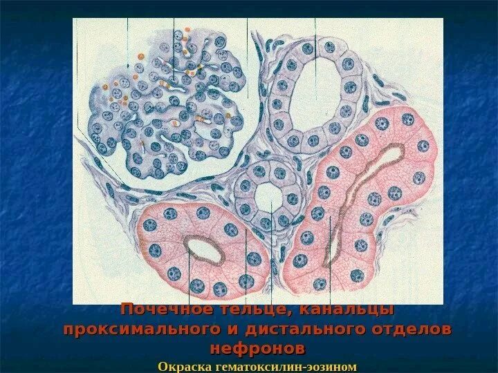 Канальцы почек гистология. Канальцы почек гистология. Проксимальный извитой каналец нефрона гистология. Однослойный однорядный кубический эпителий канальцев почки. Капсула нефрона гистология.