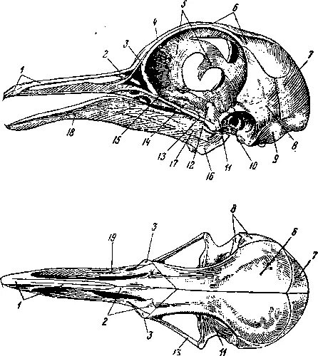 Череп птицы схема сбоку. Строение черепа голубя. Скелет головы птицы строение. Череп птицы сбоку.