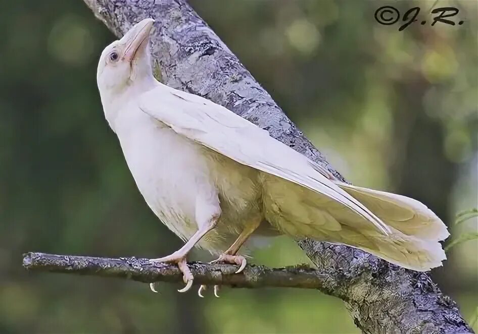 Как выглядит белый ворон Corbeau Ces animaux n'ont pas la même pigmentation que leurs congénères, la faut